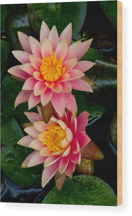 Lily Wood Print featuring the photograph Water Lilies by Brent L Ander