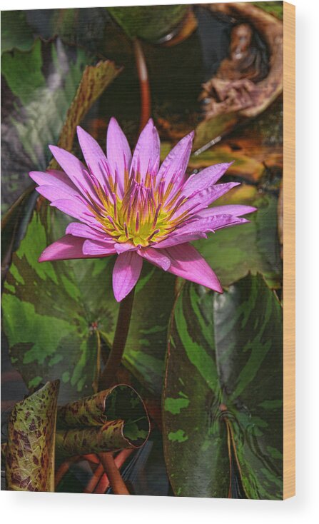 Water Lillies Wood Print featuring the photograph Water Lily 29 by Allen Beatty