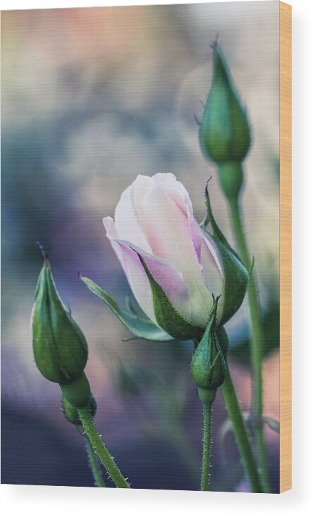 Flower Wood Print featuring the photograph Watercolor Rose by Laura Roberts