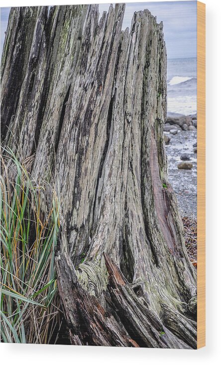 Beach Wood Print featuring the photograph Weathered Stump III by Roxy Hurtubise