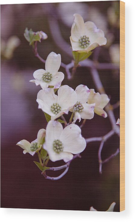 Bellingham Wood Print featuring the photograph Wedding White Dogwood by Judy Wright Lott
