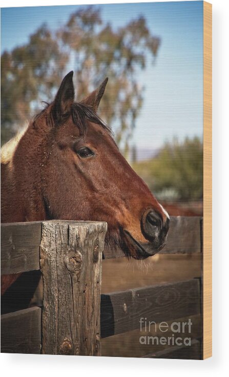 Horse Wood Print featuring the photograph Well Hello There Vertical by Teresa Wilson