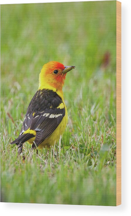 Mark Miller Photos Wood Print featuring the photograph Western Tanager by Mark Miller