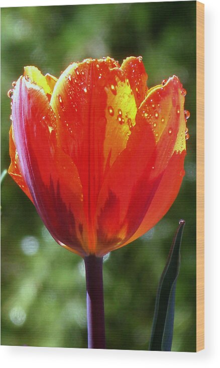 Tulip Wood Print featuring the photograph Wet Tulip by Rona Black