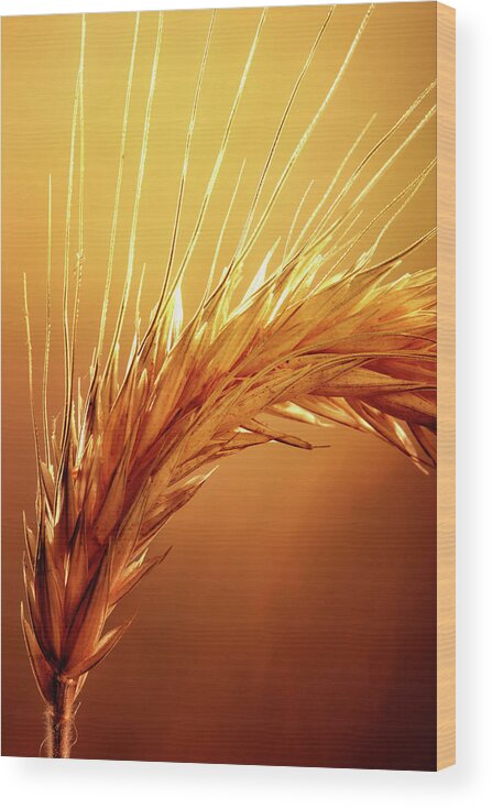 Wheat Wood Print featuring the photograph Wheat Close-up by Johan Swanepoel