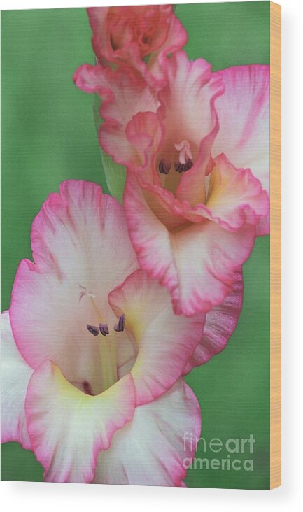 Gladiola Wood Print featuring the photograph White and Pink Gladiola by James B Toy