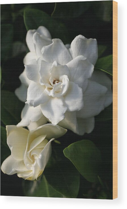 Gardenia Wood Print featuring the photograph White Bunny Gardenia by Tammy Pool