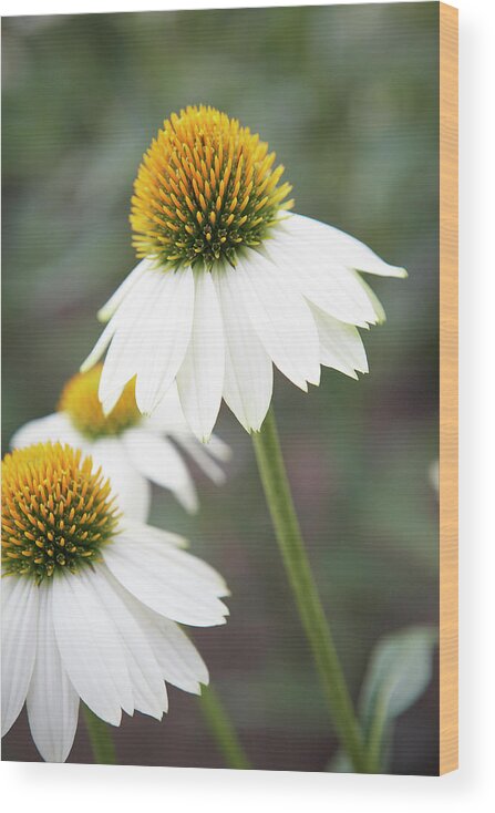 Coneflower Wood Print featuring the photograph White coneflower by Garden Gate