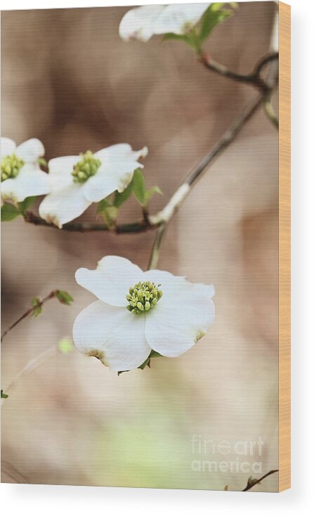 Dogwood Wood Print featuring the photograph White flowering dogwood tree blossom by Stephanie Frey