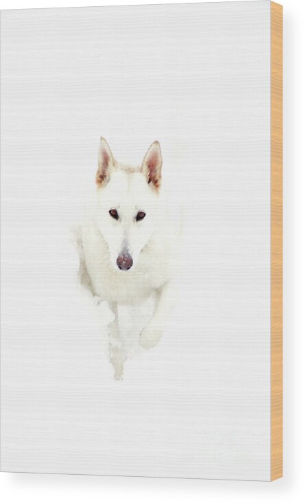 White Wood Print featuring the photograph White German Shepherd in Snow by Thomas R Fletcher