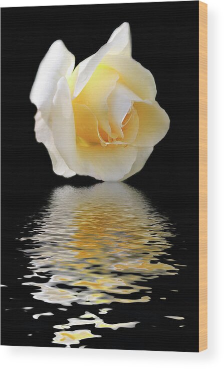 Design Wood Print featuring the photograph White Rose by Angel Jesus De la Fuente