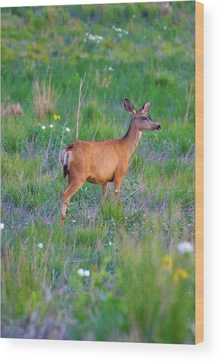 Colorado Wood Print featuring the photograph White-Tail deer in grasses by John De Bord