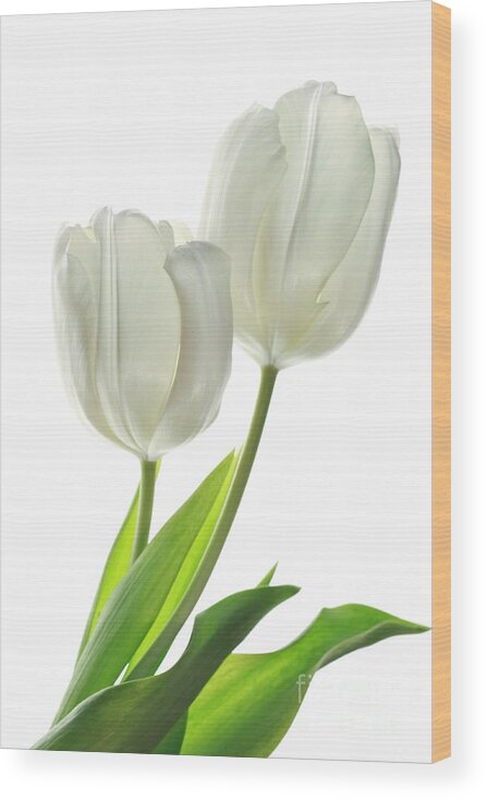 Tulip Wood Print featuring the photograph White Tulips with Leaf by Charline Xia