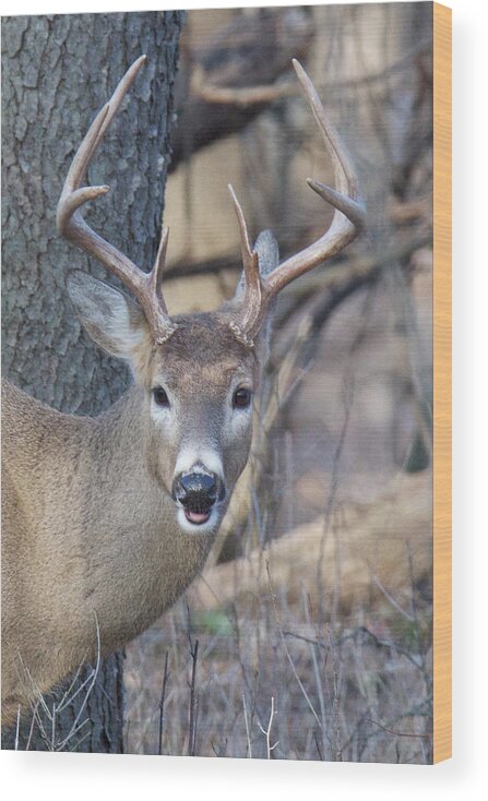 Deer Wood Print featuring the photograph Whitetail buck 5772 by Michael Peychich