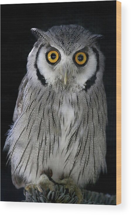 Owl Wood Print featuring the photograph Who 'Dat? by Steve Parr