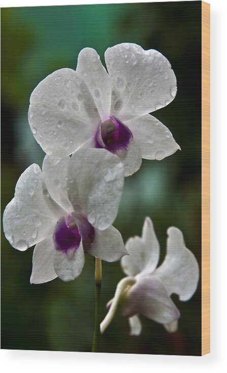 Flower Wood Print featuring the photograph Whte Orchids by George Cabig