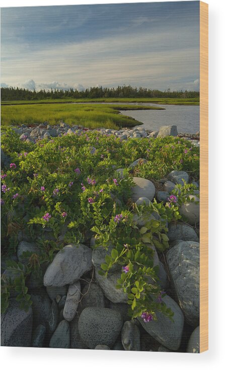 Wildflowers Wood Print featuring the photograph Wild Coastal Garden #2 by Irwin Barrett