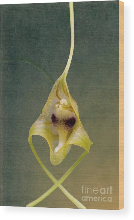 Orchid Wood Print featuring the photograph Wild Orchid 2 by Heiko Koehrer-Wagner