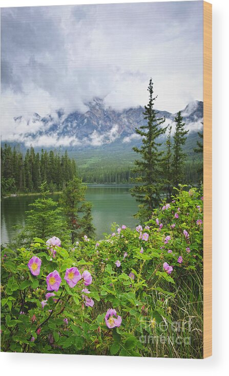 Wild Rose Wood Print featuring the photograph Wild roses and mountain lake in Jasper National Park by Elena Elisseeva