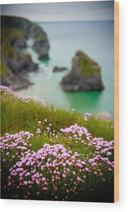 Bedruthen Steps Wood Print featuring the photograph Wild Sea Pinks in Cornwall by Helen Jackson