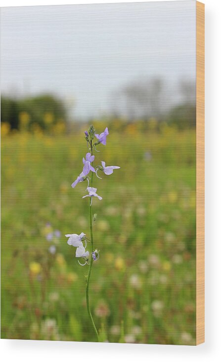 Wildflower Wood Print featuring the photograph Wildflower by Beth Vincent