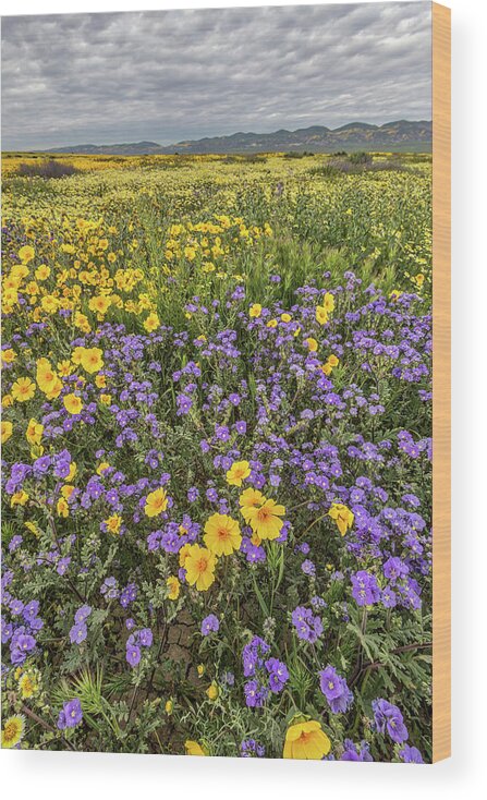 Blm Wood Print featuring the photograph Wildflower Super Bloom by Peter Tellone