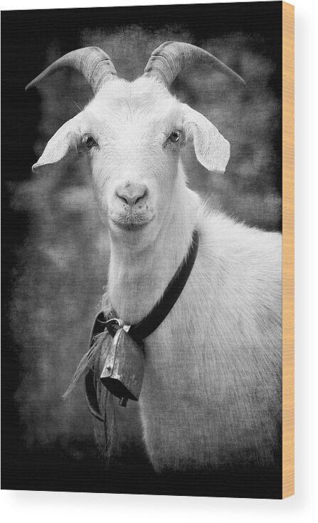Goat Alpine White Billy Bell Horns Portrait Animal Alps Serious Creature Stare Wood Print featuring the photograph Willhelm of the Alps by Jennifer Wright
