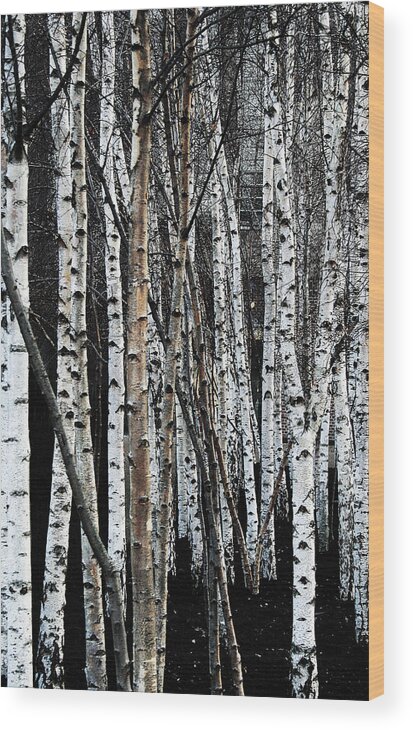 Trees Wood Print featuring the digital art Birch by Julian Perry