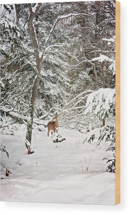 Winter Deer In The Forest Print Wood Print featuring the photograph Winter Deer in the Forest by Gwen Gibson