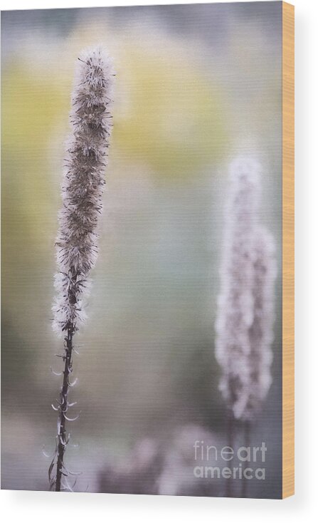 Nature Wood Print featuring the photograph Winter Haze by Sharon McConnell