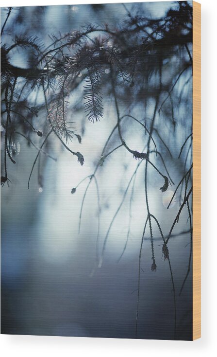 Winter Wood Print featuring the photograph Winter by Rebecca Cozart