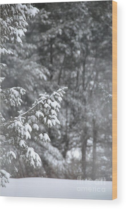 Snow Wood Print featuring the photograph Winter snow by John Black