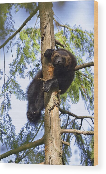 Mp Wood Print featuring the photograph Wolverine Gulo Gulo Resting In Tree by Konrad Wothe
