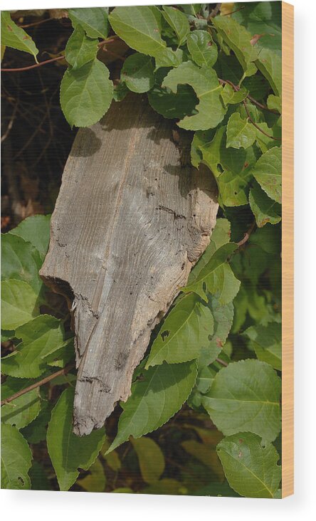 Branch Wood Print featuring the photograph Wood and Leaves by Frank Mari