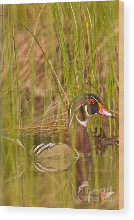 Wood Duck Wood Print featuring the photograph Wood Duck Under Cover by Natural Focal Point Photography