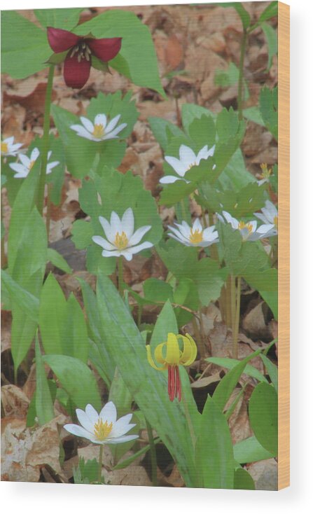 Wildflower Wood Print featuring the photograph Woodland Wildflowers by John Burk