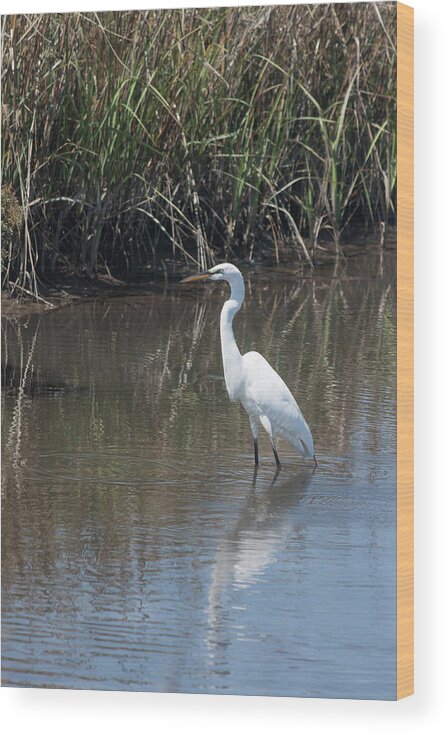 Photograph Wood Print featuring the photograph Yawkey Wildlife Refuge - Great White Egret II by Suzanne Gaff