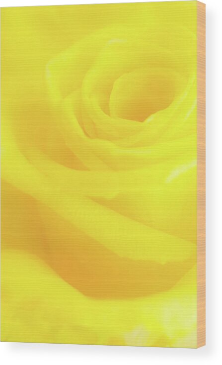 Yellow Wood Print featuring the photograph Yello Rose by Andy Myatt