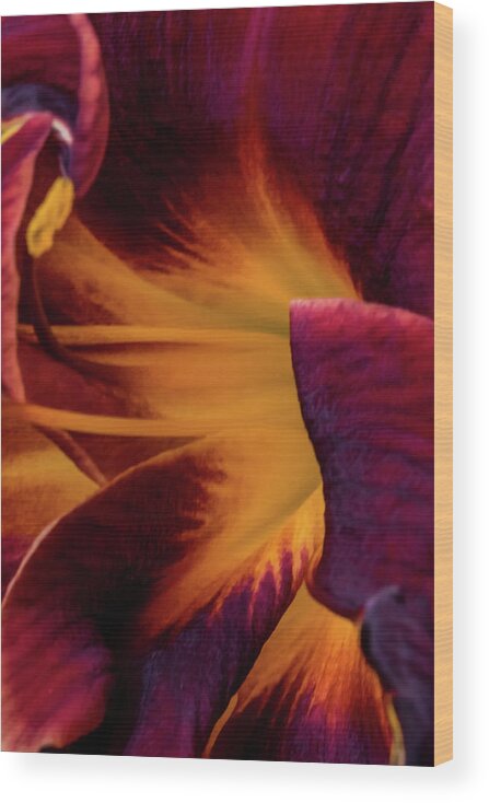 Jay Stockhaus Wood Print featuring the photograph Yellow and Purple by Jay Stockhaus