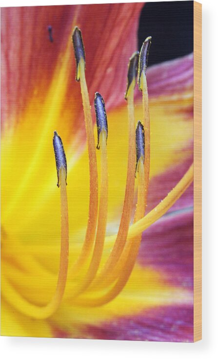 Flowers Wood Print featuring the photograph Yellow and Red by Jennifer Robin