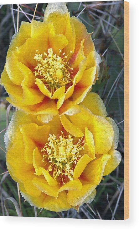 Yellow Wood Print featuring the photograph Yellow Cactus Blooms by Gary Langley