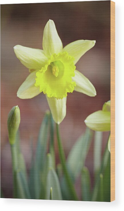 Garden Wood Print featuring the photograph Yellow daffodil by Garden Gate magazine
