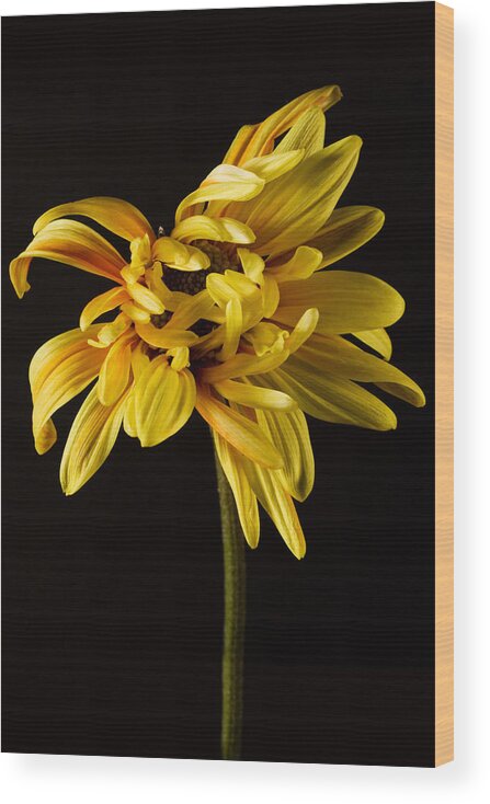 Yellow Wood Print featuring the photograph Yellow Dahlia on Black by Cheryl Day