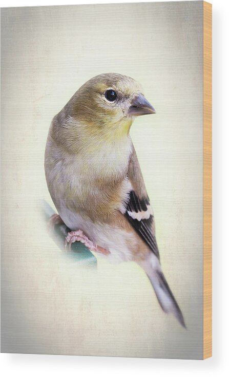 Fauna Wood Print featuring the photograph Yellow Finch by Richard Macquade