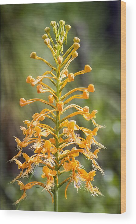 Wild Wood Print featuring the photograph Yellow Fringed Orchid by Bob Decker