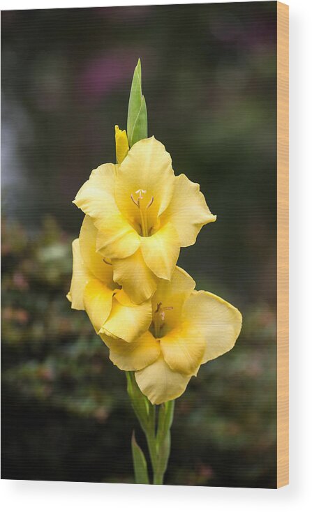 Flower Wood Print featuring the photograph Yellow Gladiolus by Charles Hite