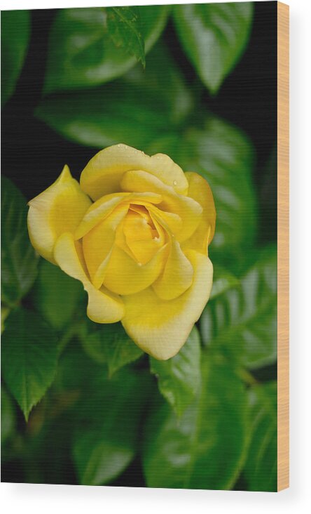 Rose Wood Print featuring the photograph Yellow on green. by Elena Perelman