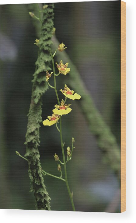 Orchid Wood Print featuring the photograph Yellow Oncidium Orchids by Susan Rissi Tregoning