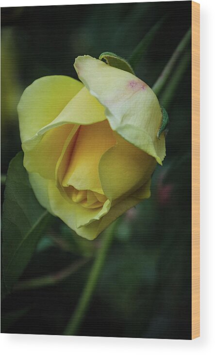 Yellow Rose Wood Print featuring the photograph Yellow Rose of Friendship by GeeLeesa Productions