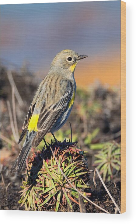 Yellow-rumped Warbler Wood Print featuring the photograph Yellow-rumped Warbler on the Bluff by Kathleen Bishop